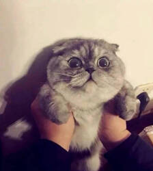 猫猫